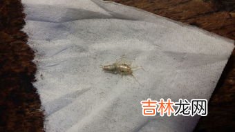 房间潮湿有虫子怎么驱除,家里潮湿虫子怎么去除 家里潮湿有虫子的解决方法