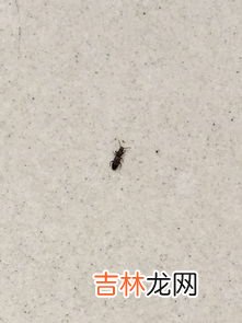 房间潮湿有虫子怎么驱除,家里潮湿虫子怎么去除 家里潮湿有虫子的解决方法