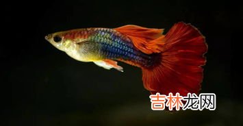 适合孔雀鱼生长适合什么样的环境,最适合孔雀鱼生长的环境是什么？
