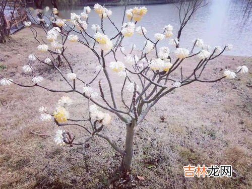 结香树怎么养殖,结香花怎么养殖方法