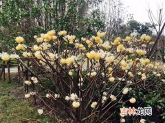 结香树怎么养殖,结香花怎么养殖方法