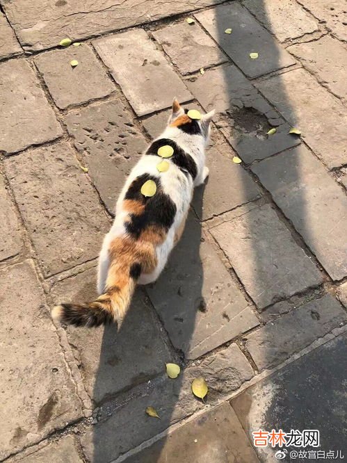 故宫里的猫是怎么来的,故宫里为什么会养那么多猫?