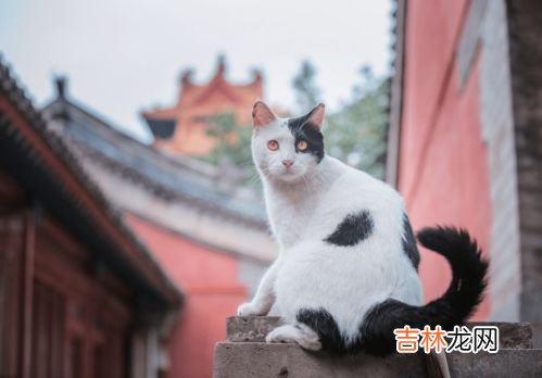 故宫里的猫是怎么来的,故宫里为什么会养那么多猫?