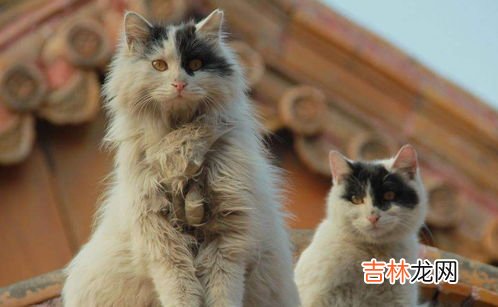 故宫里的猫是怎么来的,故宫里为什么会养那么多猫?