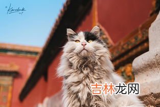 故宫里的猫是怎么来的,故宫里为什么会养那么多猫?