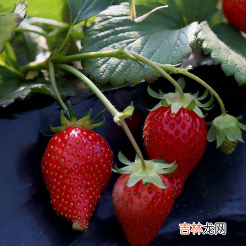草莓应该怎么样正确清洗,清洗草莓的正确方法