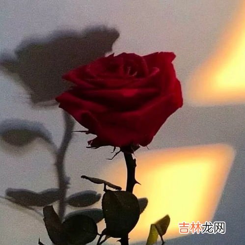 白月光和朱砂痣是什么意思,白月光和朱砂痣在爱情中表达的含义是什么?