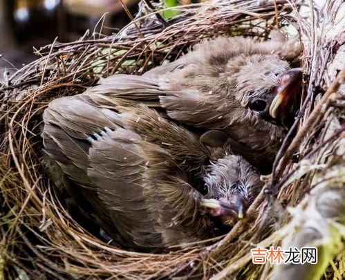 分解者有哪些,高中生物中常见的分解者