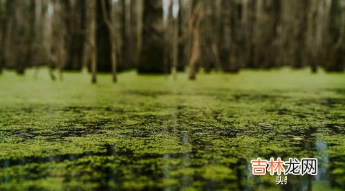 分解者有哪些,高中生物中常见的分解者