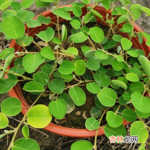 金钱草有什么功效和作用,金钱草的功效与作用