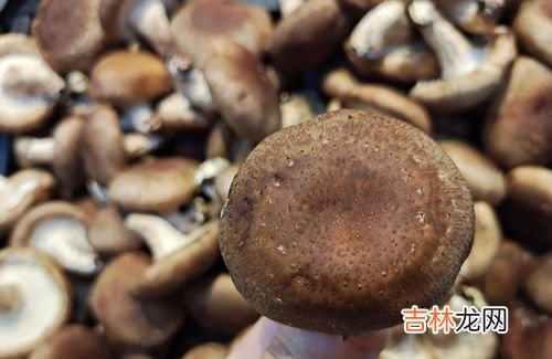 香菇冰箱放久了变黑还能吃吗,鲜香菇放在冰箱里五、六天后颜色变黑了,还能食用吗