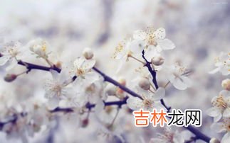四九第一天是什么日子,四九是哪天