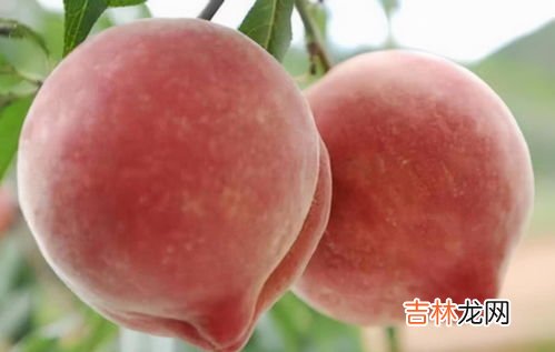 苹果桃子可以一起榨汁吗,苹果可以和桃一起打果汁么