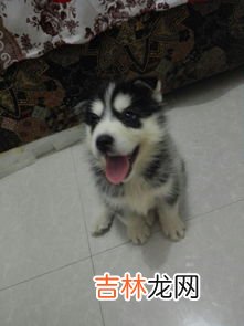 哈士奇能长多大,哈士奇可以长多大