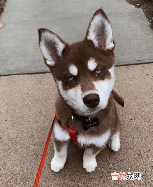 哈士奇能长多大,哈士奇可以长多大