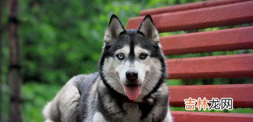 哈士奇能长多大,哈士奇可以长多大