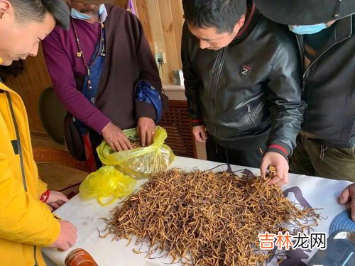 无根草泡水可以长期喝吗,沙苑子枸杞菟丝子覆盆子可以天天喝吗
