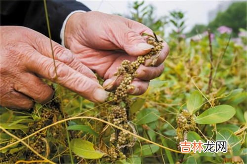 无根草泡水可以长期喝吗,沙苑子枸杞菟丝子覆盆子可以天天喝吗