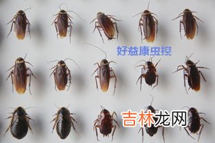 怎么防止蟑螂爬到床上,床底下有蟑螂怎么避免爬到床上 怎么避免蟑螂爬到床上
