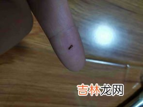 怎么防止蟑螂爬到床上,床底下有蟑螂怎么避免爬到床上 怎么避免蟑螂爬到床上