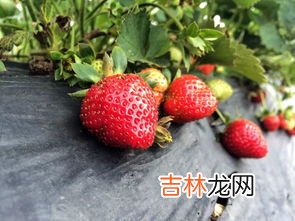 冬天的草莓是不是反季节水果,冬天的草莓是不是反季节水果