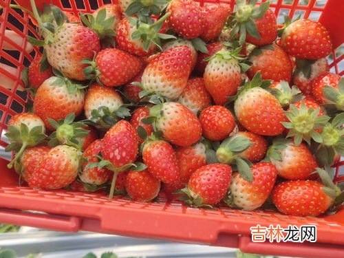 冬天的草莓是不是反季节水果,冬天的草莓是不是反季节水果