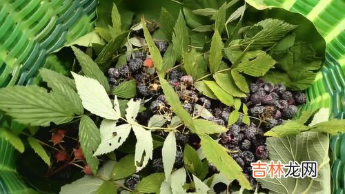 鸡骨草能吃吗,鸡骨草的治病吃法 要注意这些事项