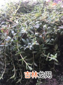 鸡骨草能吃吗,鸡骨草的治病吃法 要注意这些事项