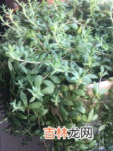 鸡骨草能吃吗,鸡骨草的治病吃法 要注意这些事项