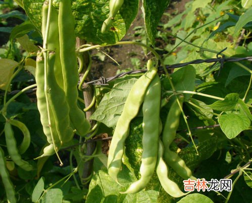 豆角怎样保存能吃一年,新鲜豆角的长期储存小方法