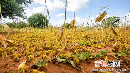 蝗灾的形成原因,为什么会有蝗灾发生的？