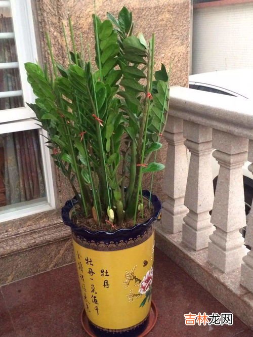 金钱树的养殖方法是什么,金钱树怎么养殖方法