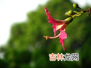 金盏菊的养殖方法和注意事项,金盏花养殖注意事项 金盏花怎么养才开花