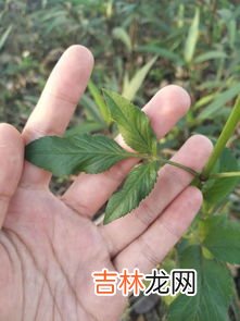 罗布麻味归经功效,罗布麻的功效？