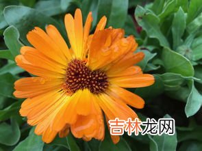 金盏菊的功效与作用：根,金盏花的功效与作用