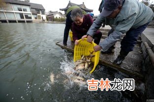 菜市场买的鱼能放生吗,春节家里买的鱼能放生吗