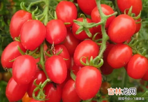 圣女果是水果还是蔬菜,圣女果属于水果还是蔬菜？