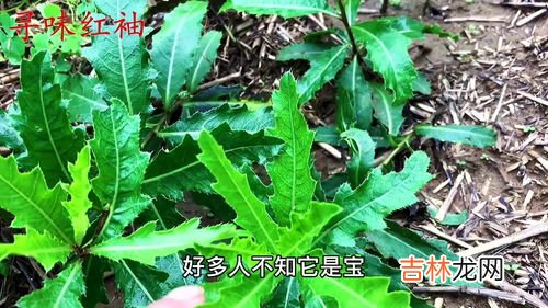 金蝉花功效与作用,生活小常识:金蝉花的功效与作用