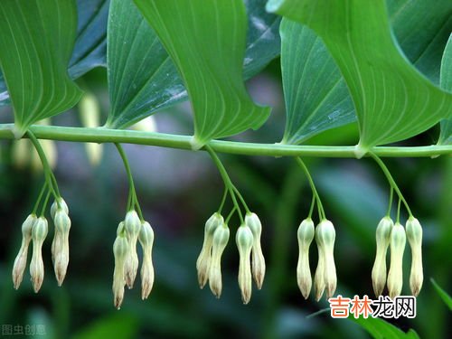 金蝉花功效与作用,生活小常识:金蝉花的功效与作用