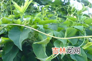 金蝉花功效与作用,生活小常识:金蝉花的功效与作用