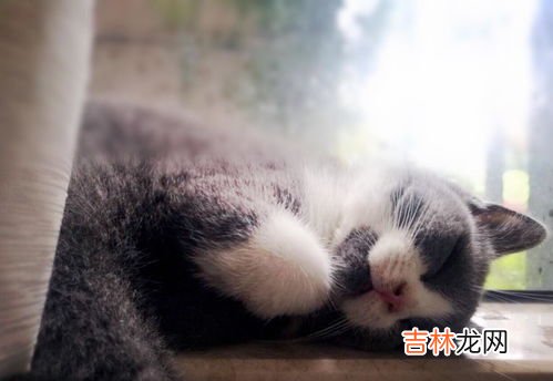 猫咪为什么喜欢绿色的蔬菜,猫为什么会吃青菜