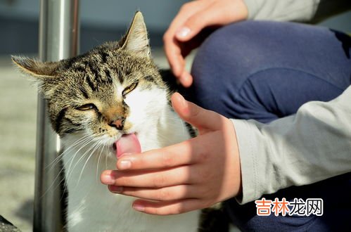 猫咪为什么喜欢绿色的蔬菜,猫为什么会吃青菜