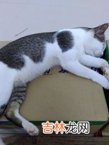 猫咪为什么喜欢绿色的蔬菜,猫为什么会吃青菜