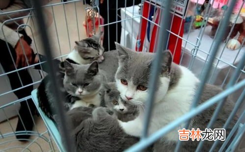 猫咪为什么喜欢绿色的蔬菜,猫为什么会吃青菜