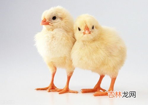 鸡冬天放外面怕冷吗,辽宁东北我想买二个鸡在楼上养,请问冬天室外温度零下十几度可以养吗