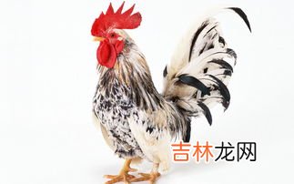 鸡冬天放外面怕冷吗,辽宁东北我想买二个鸡在楼上养,请问冬天室外温度零下十几度可以养吗