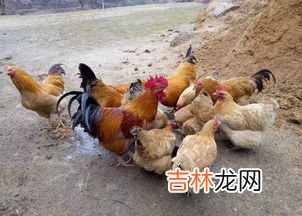 鸡冬天放外面怕冷吗,辽宁东北我想买二个鸡在楼上养,请问冬天室外温度零下十几度可以养吗