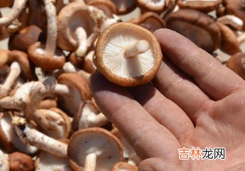香菇发黑了能吃吗,香菇发黑还能吃吗 香菇发黑意味着什么