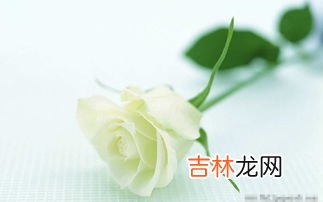 玫瑰花能用沸水煮吗,玫瑰花茶能泡几次水