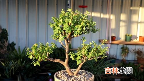 金枝玉叶冬天怎么养才能安全过冬,金枝玉叶怎样过冬，冬天掉叶子怎么办